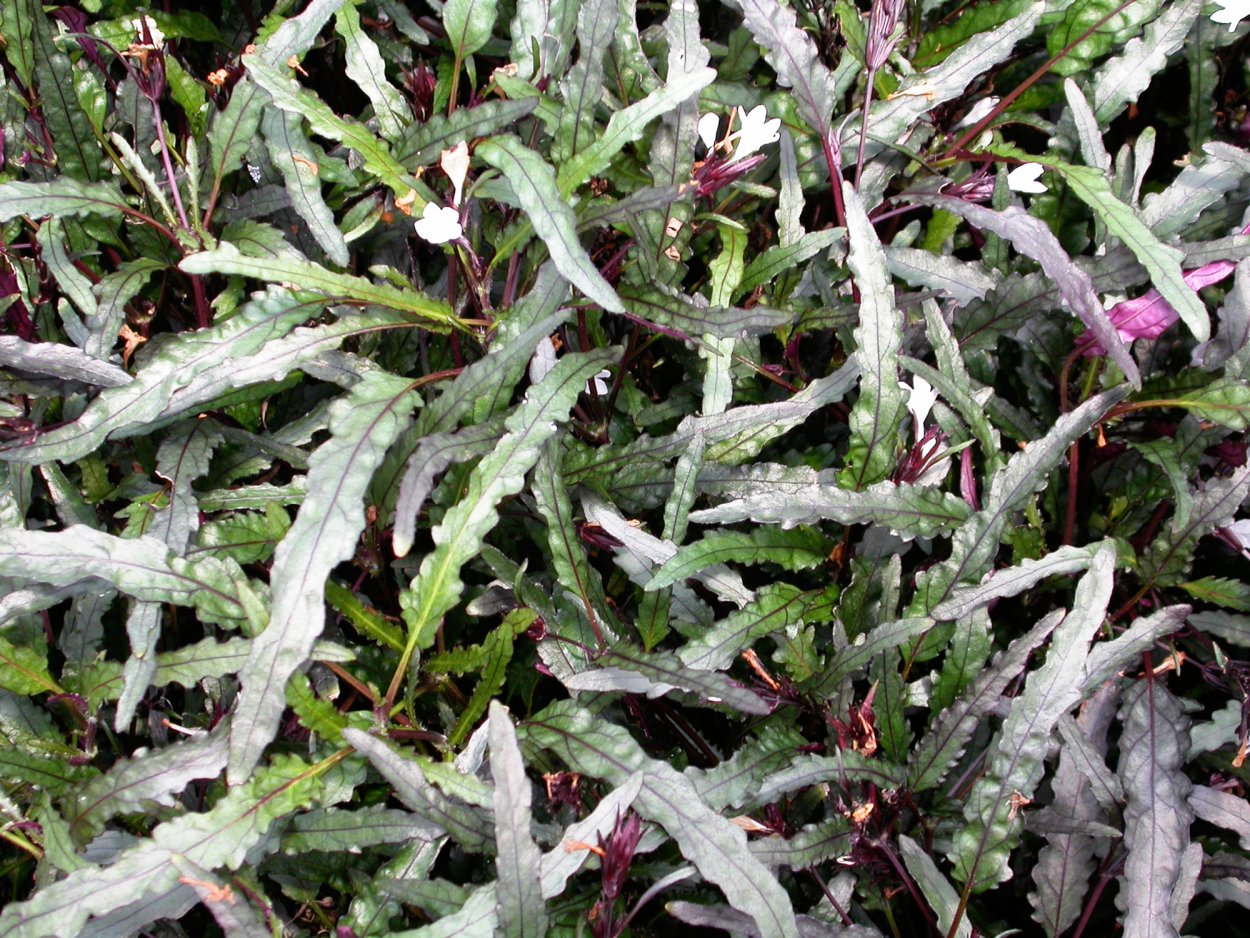 Гемиграфис аквариумное растение