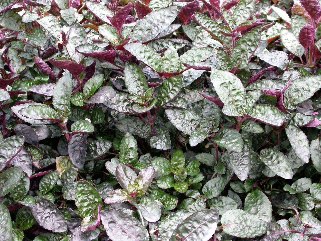 Гемиграфис альтерната