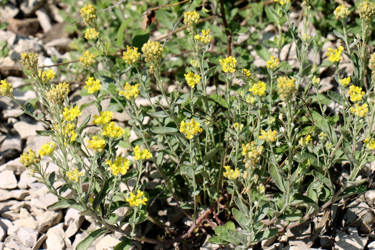 Алиссум скальный Золотая волна