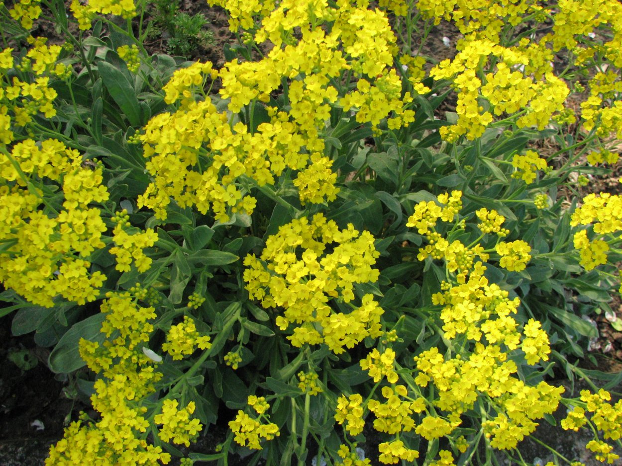 Алиссум (Бурачок) скальный - Alyssum saxatile