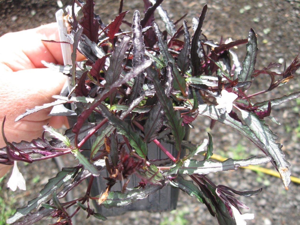 Хемиграфис Репанда