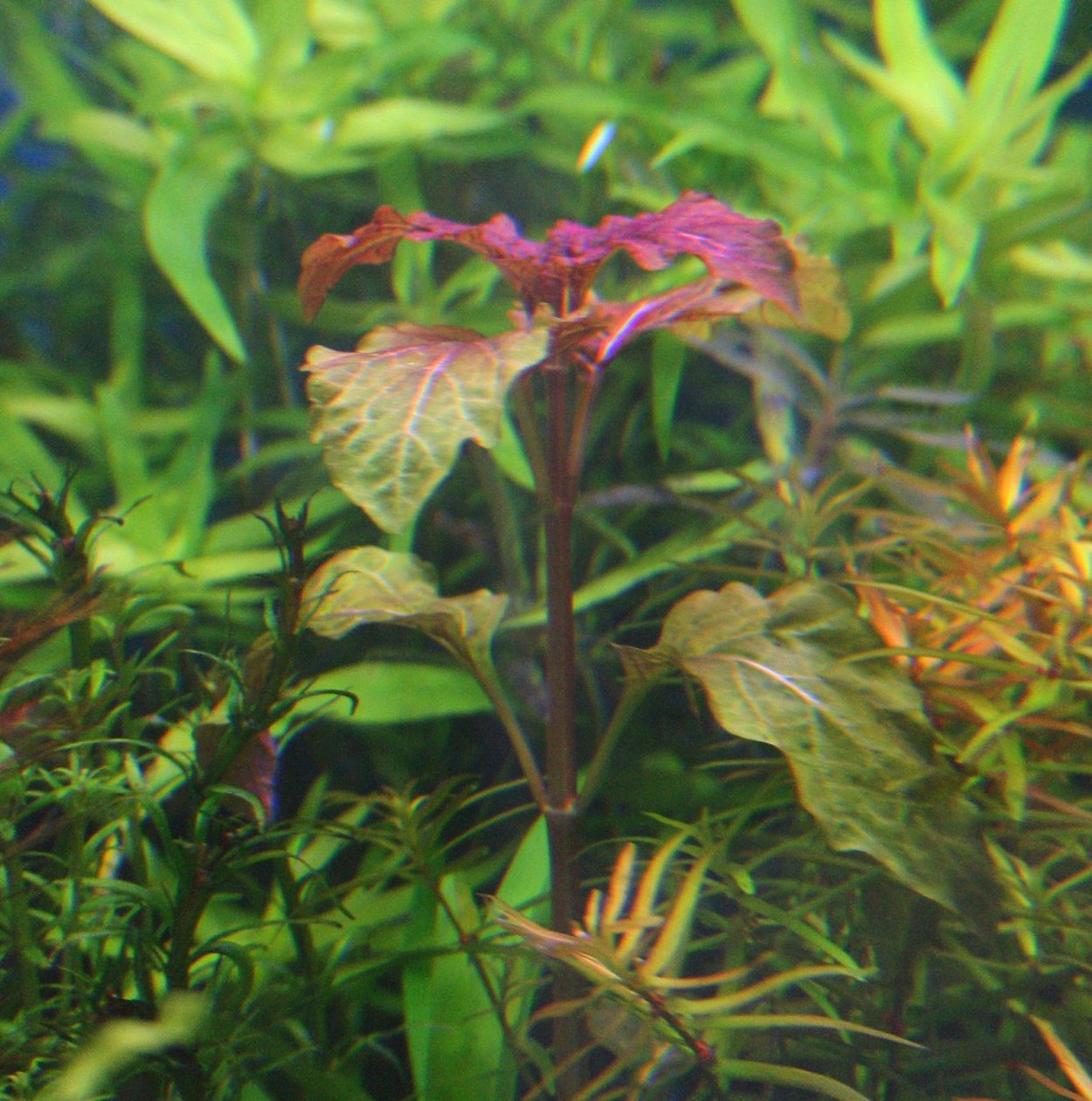 Хемиграфис Колората