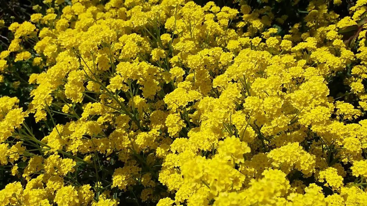 Алиссум Бурачок (Alyssum).