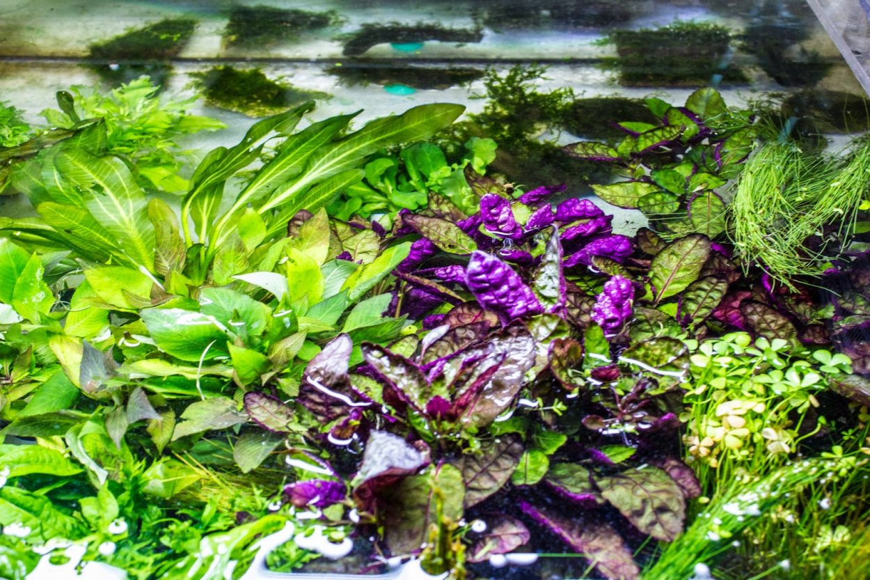 Гигрофила Пиннатифида