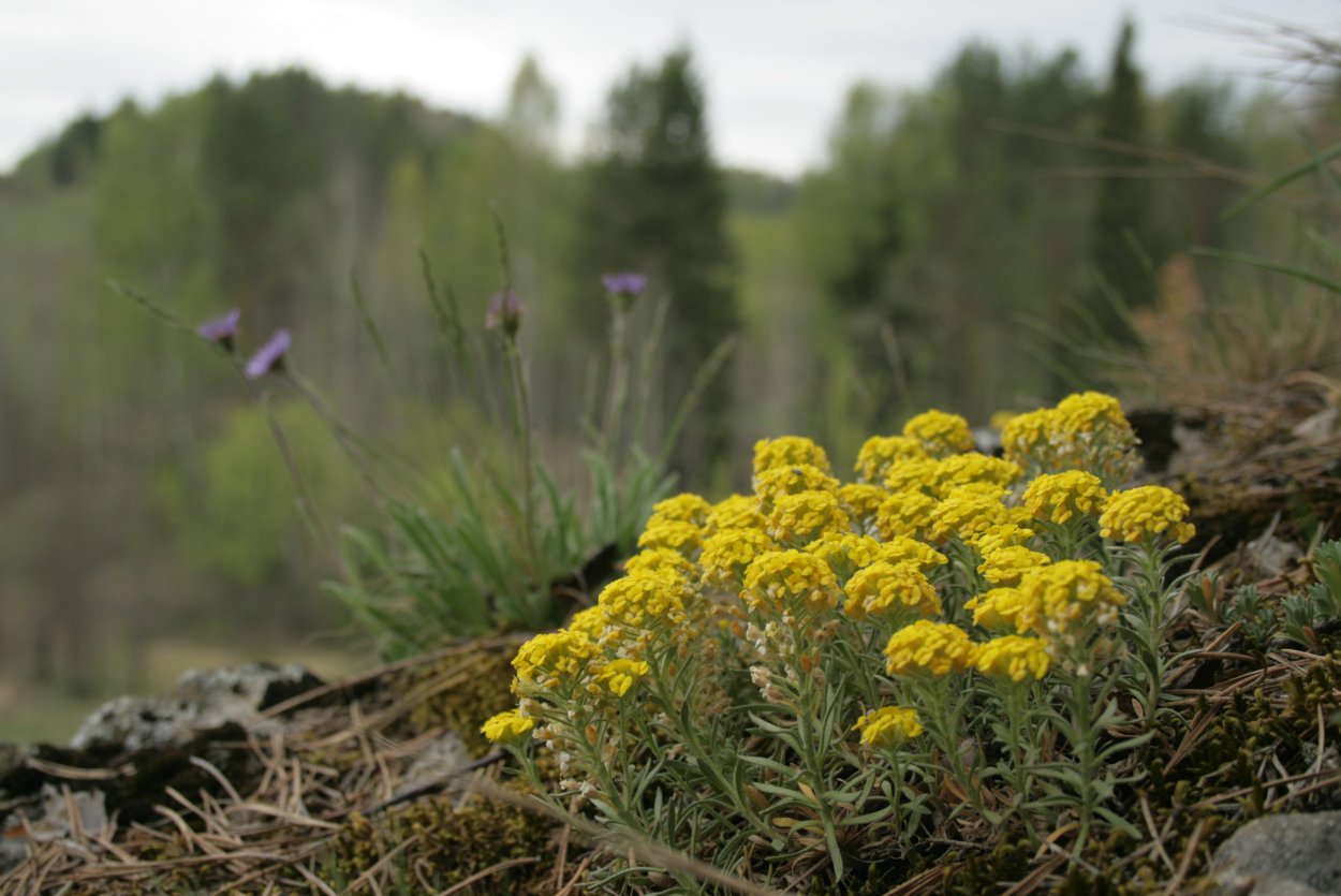 Бурачок Ленский