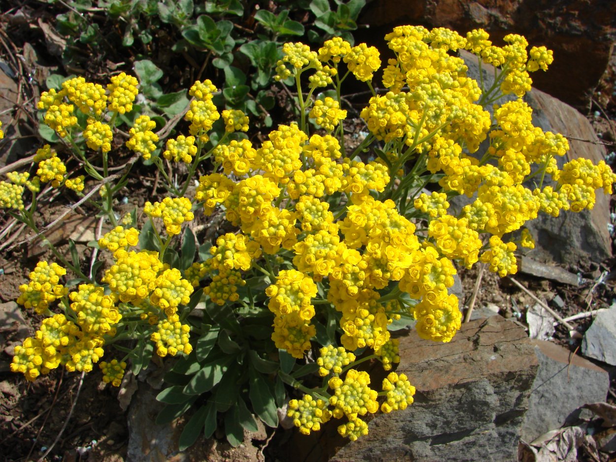 Алиссум Бурачок скальный