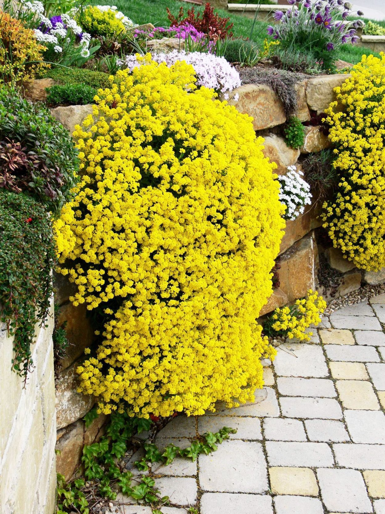 Алиссум многолетний