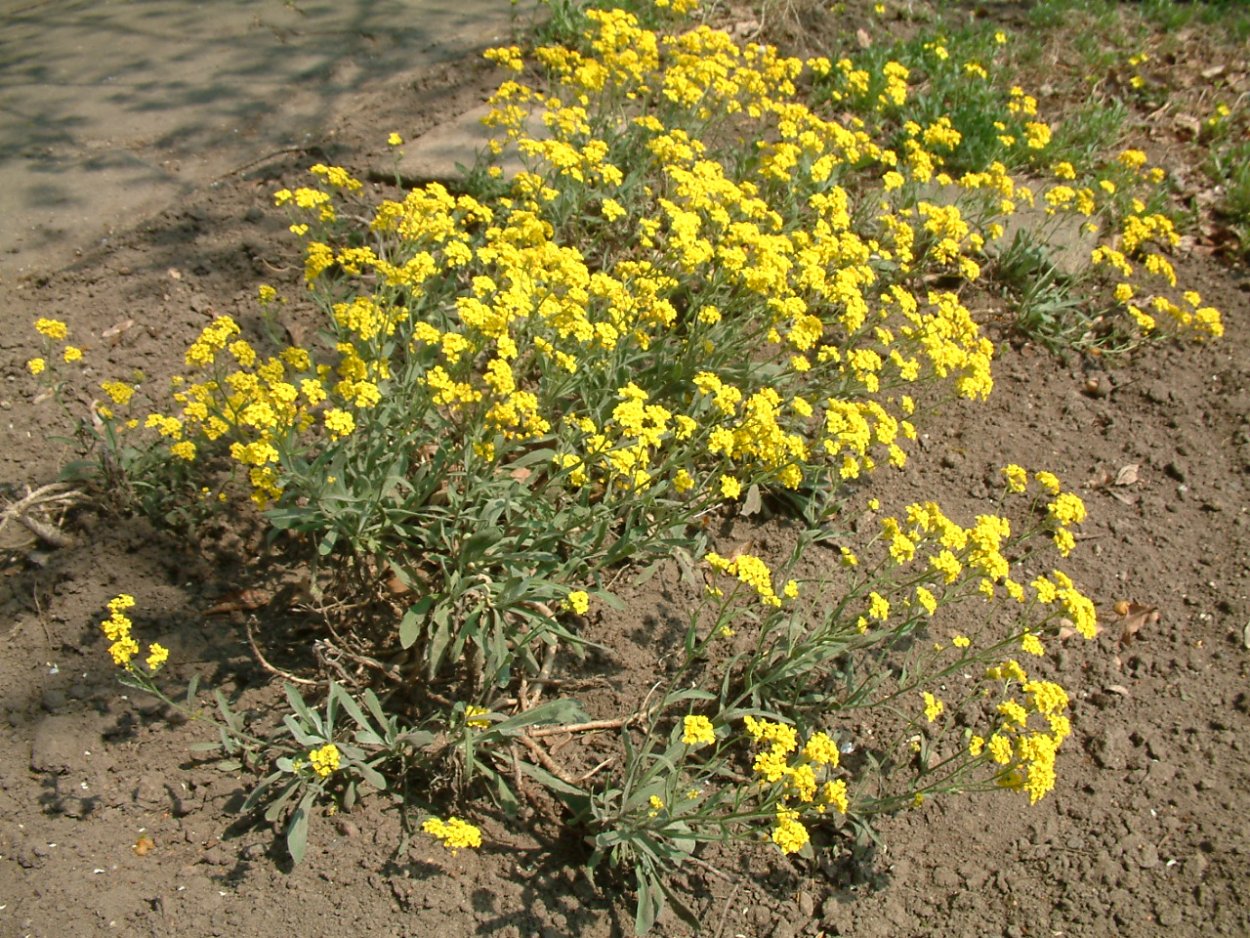 Бурачок Вульфена