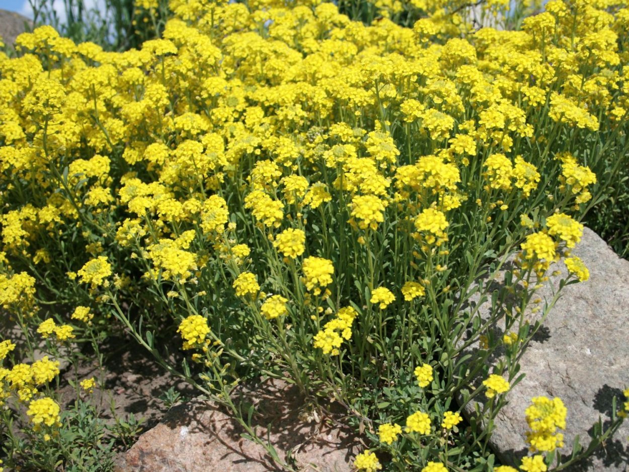 Алиссум скальный Золотая