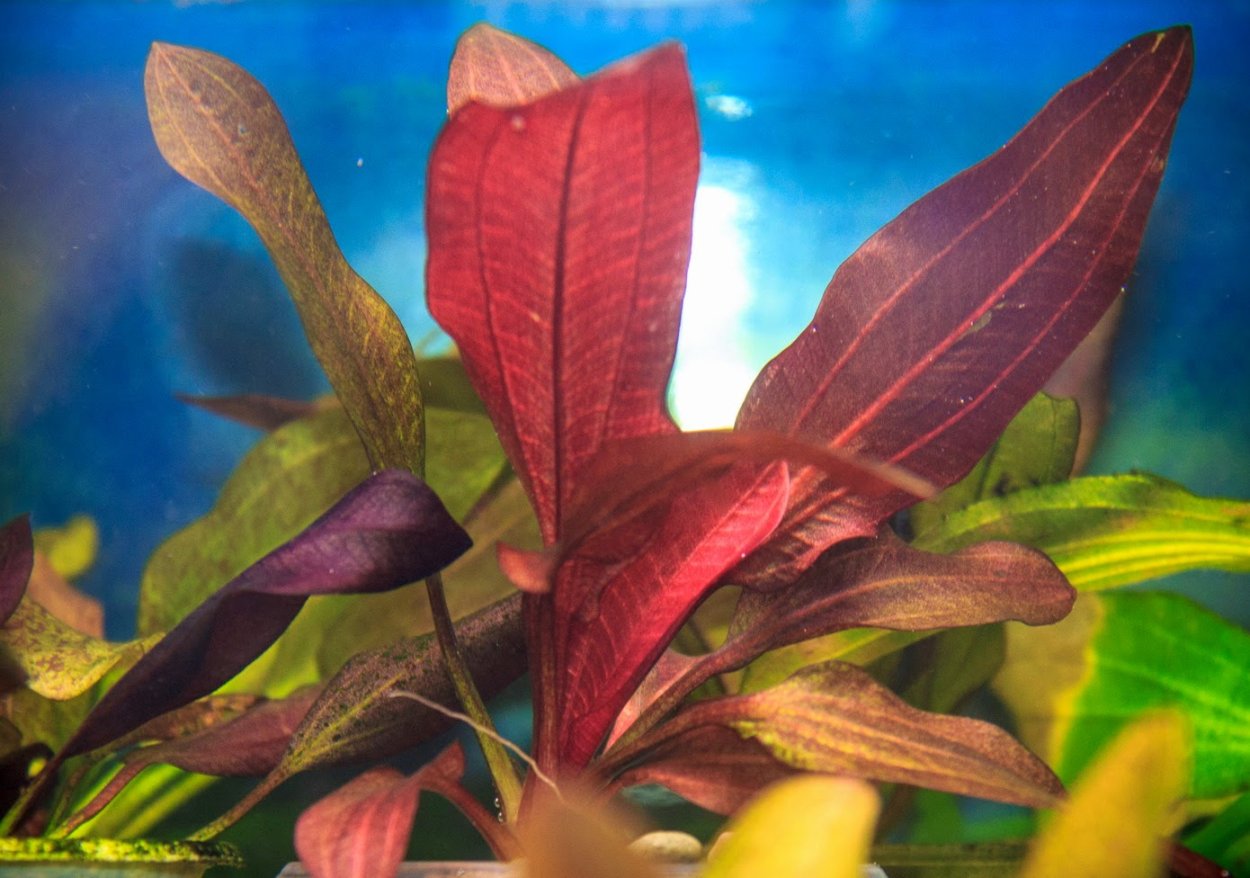 Гемиграфис вариегатный