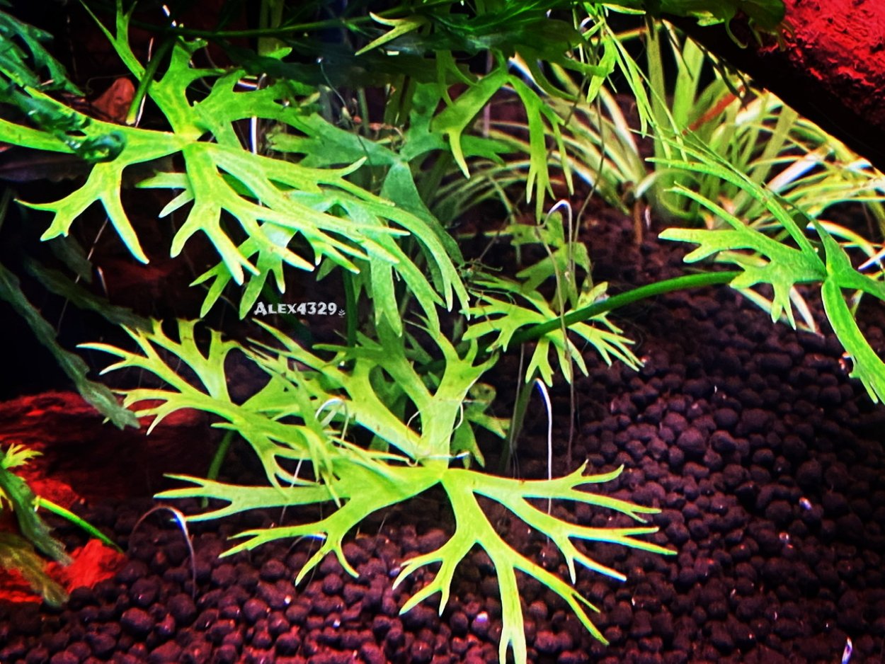 Флорариум вивариум палюдариум