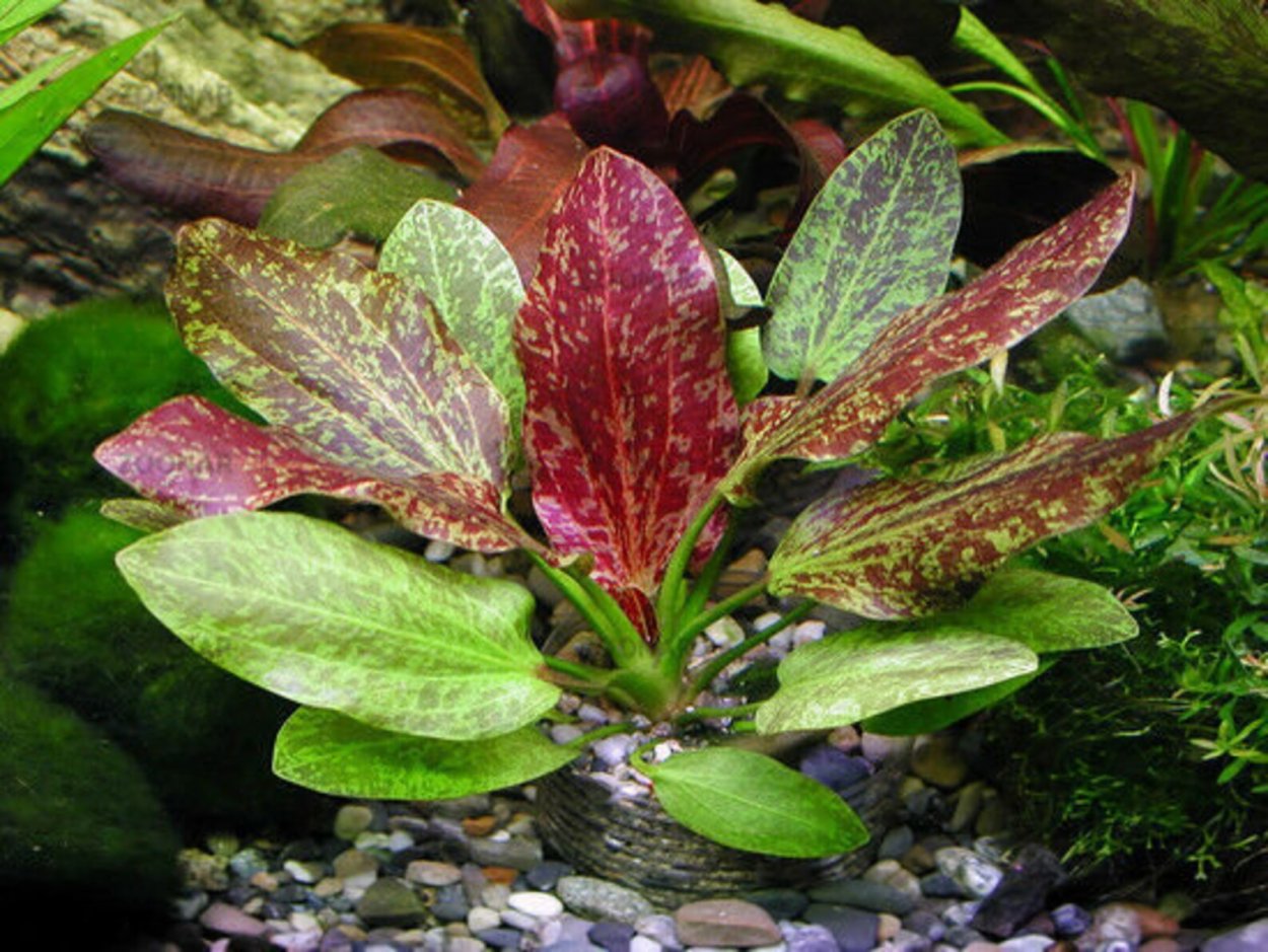 Людвигия палюстрис