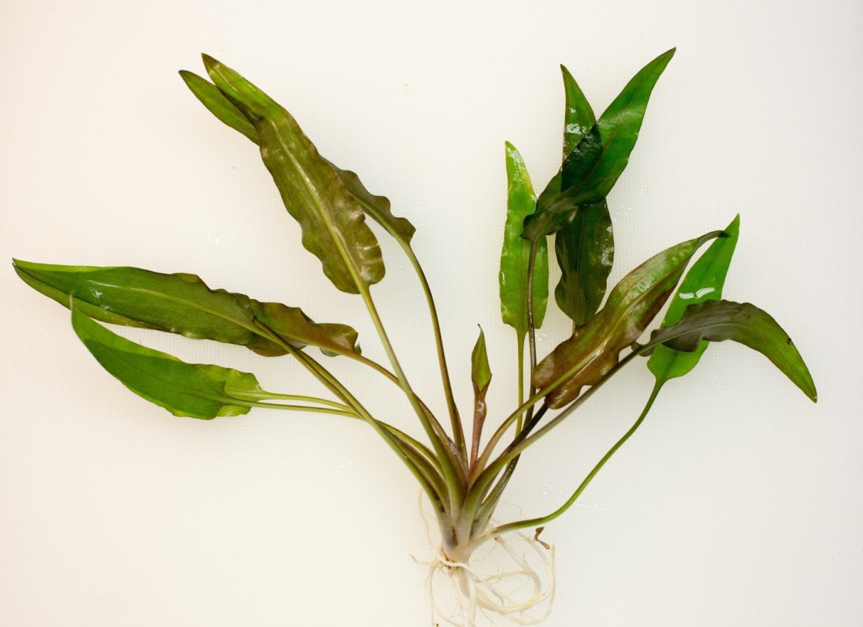 Эхинодорус красная Жемчужина