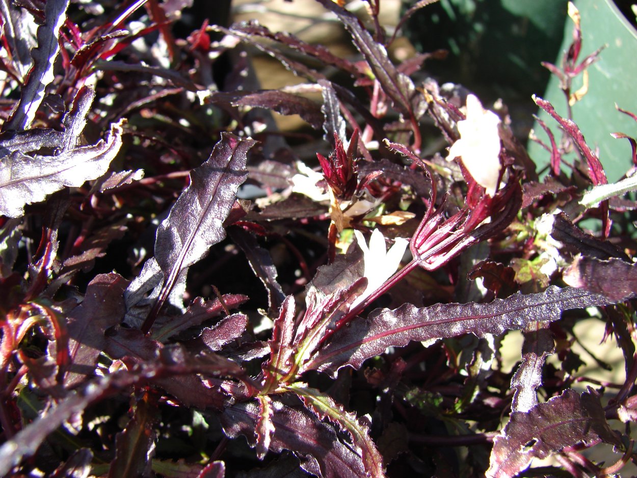 Хемиграфис экзотика узколистный