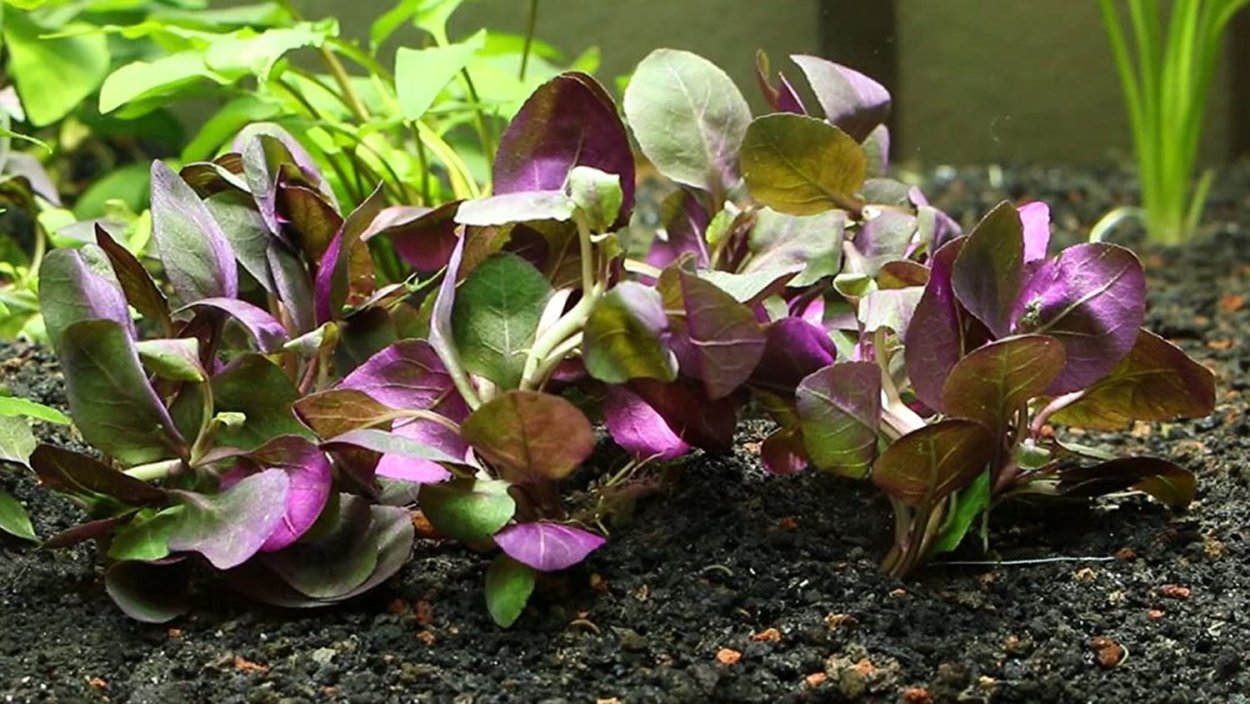 Хиптис Лоренца