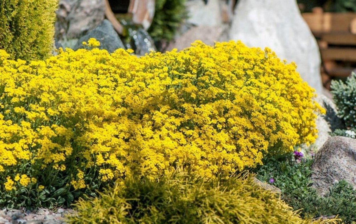 Бурачок горный (Alyssum montanum)