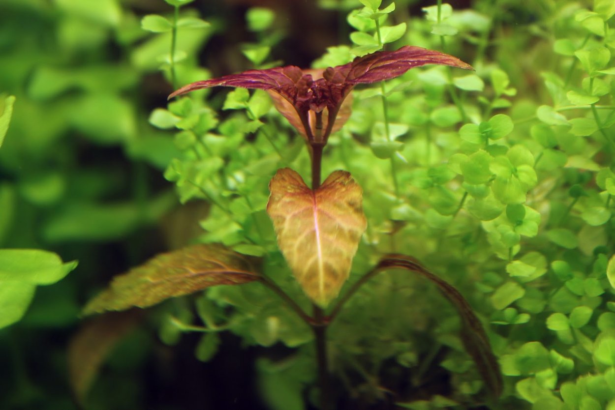 Гемиграфис узколистный