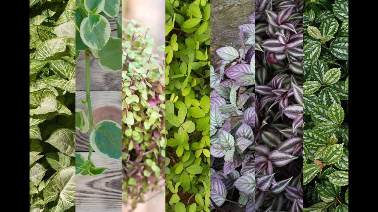 Гемиграфис цветок