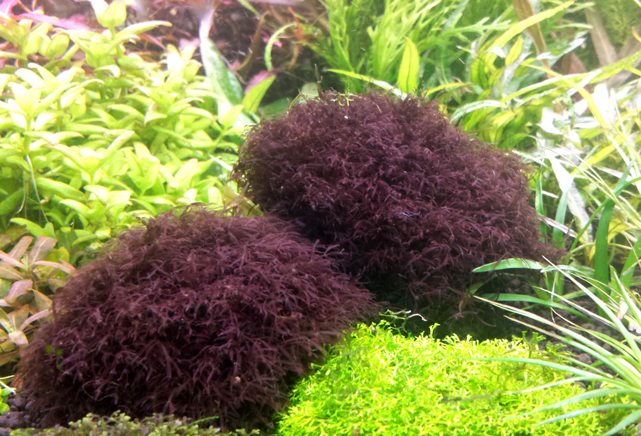 Хемиграфис экзотика узколистный