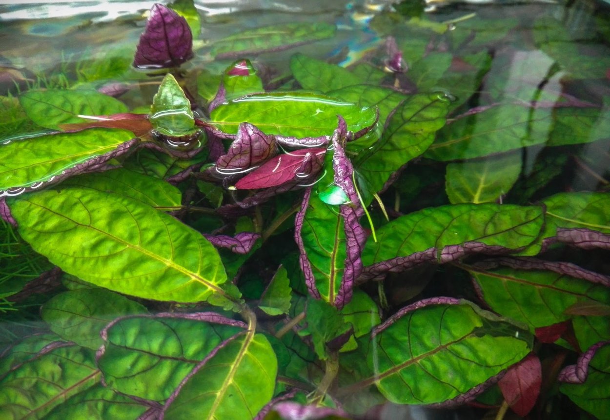 Криптокорина Фламинго