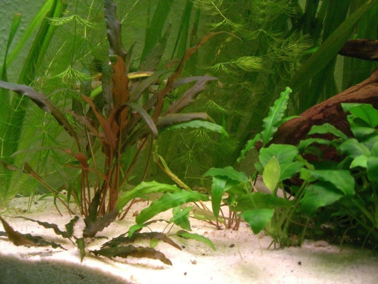 Ксенокус водоросли