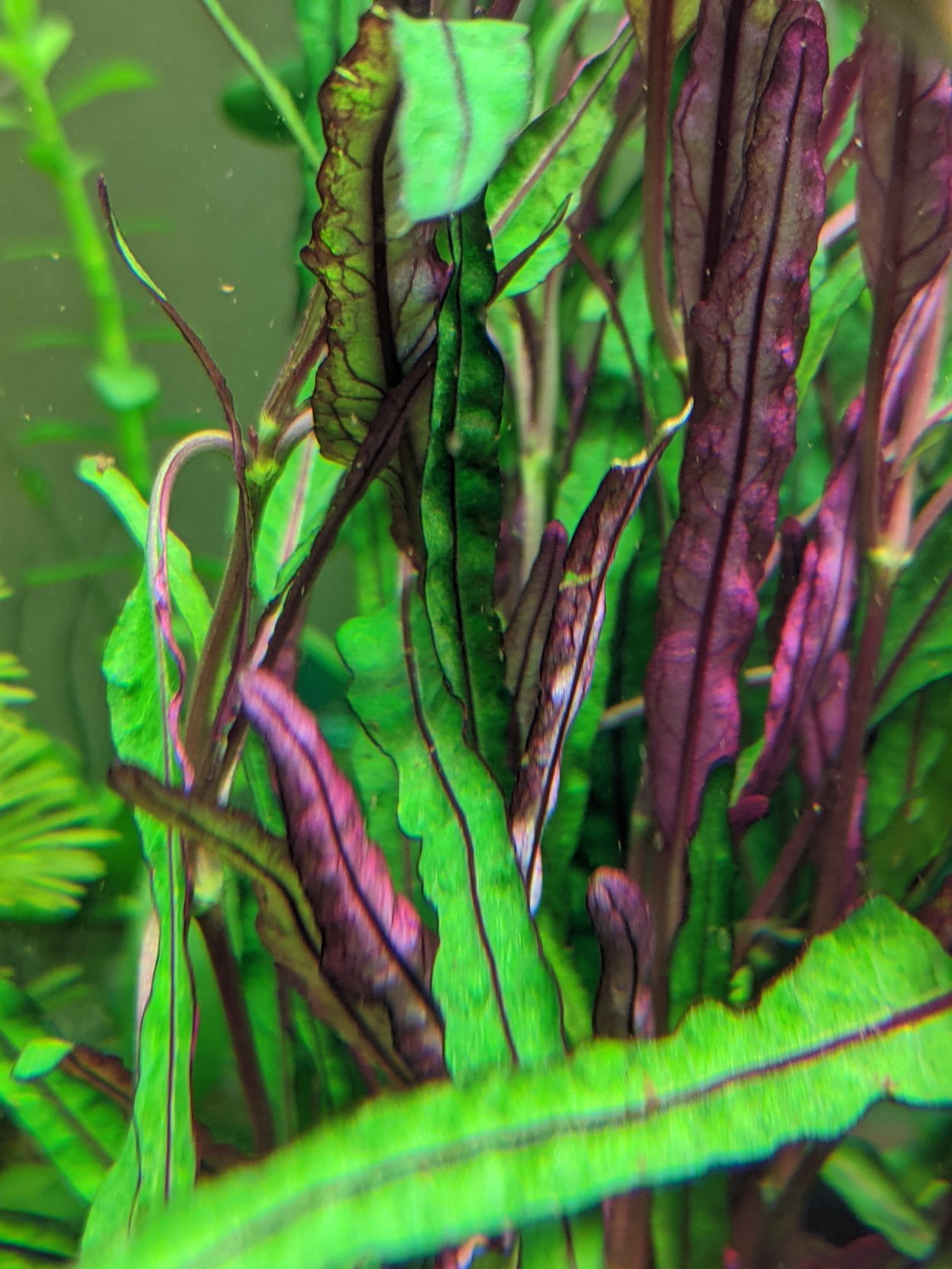 Хемиграфис Репанда