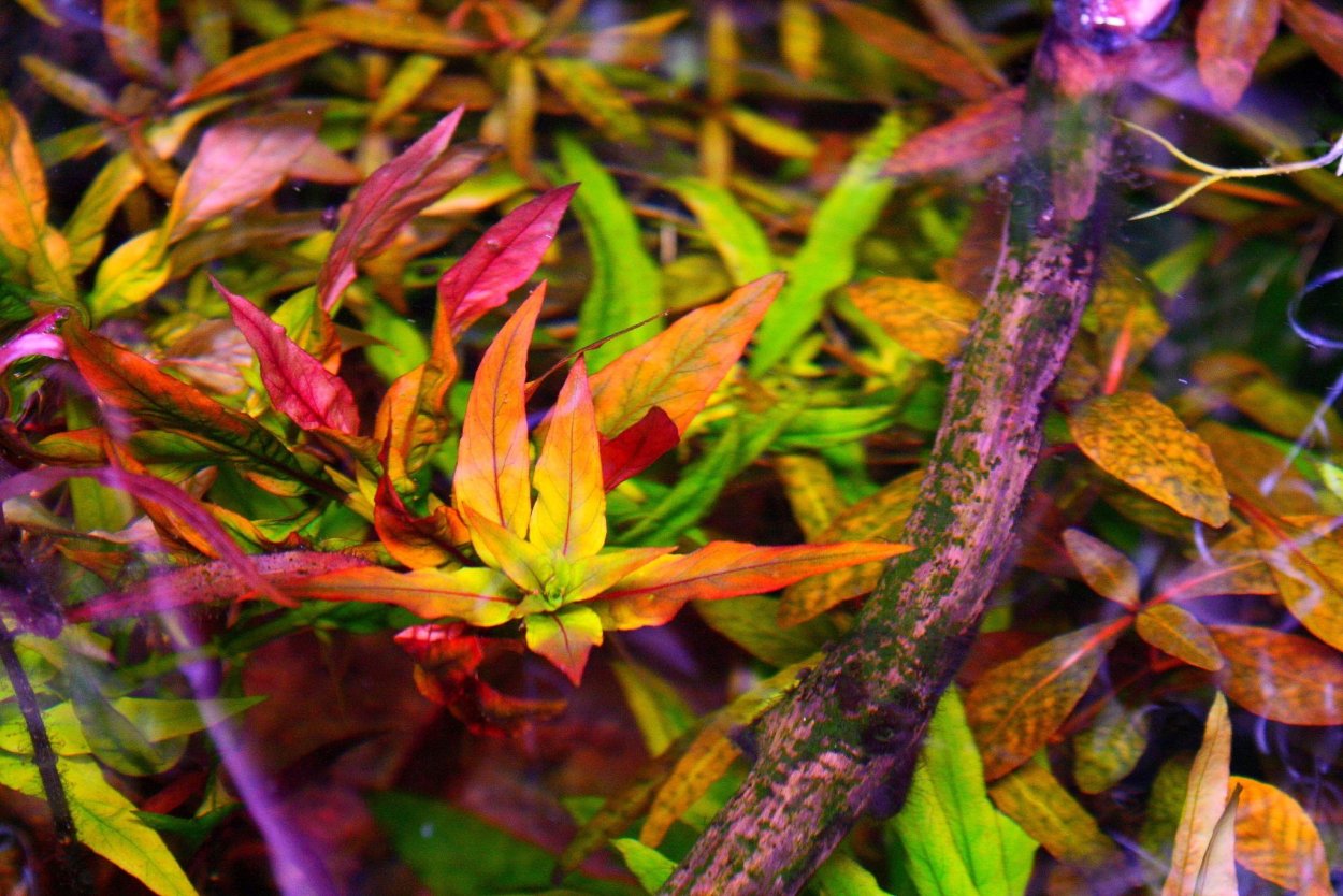 Эхинодорус дарк Бьюти