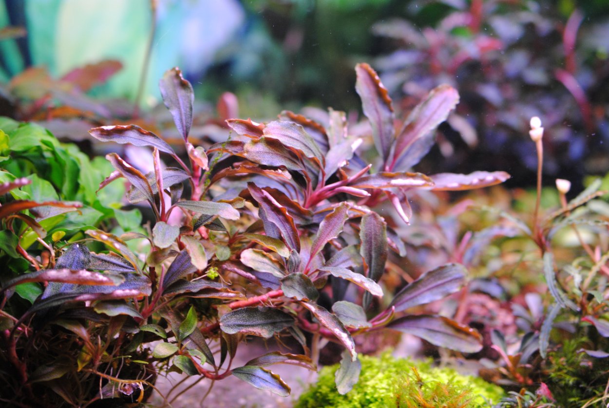 Эхинодорус красное пламя