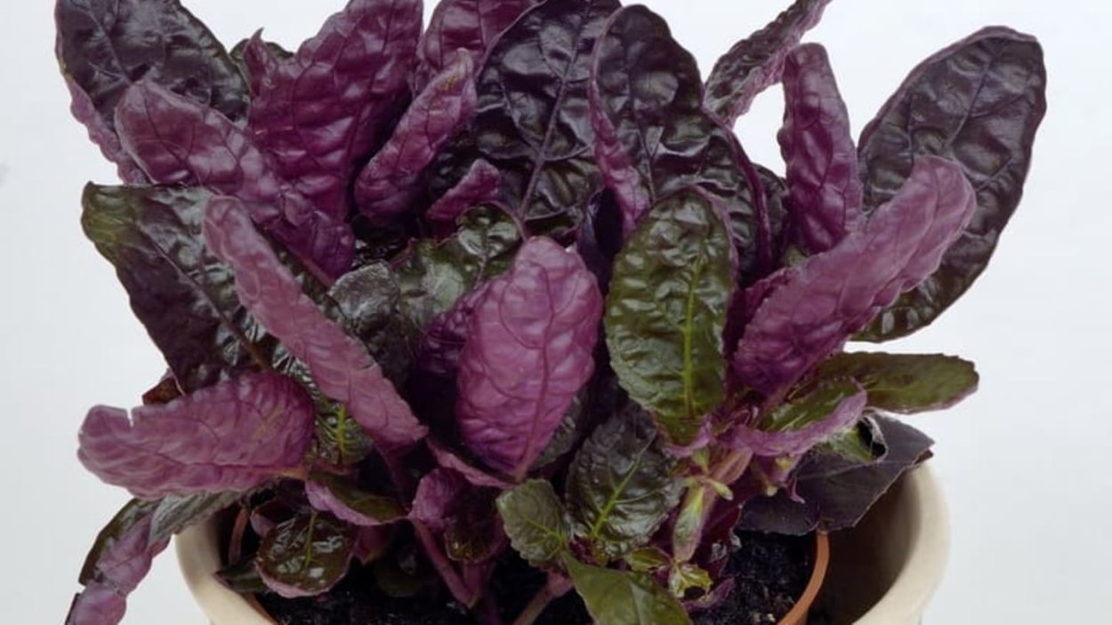 Комнатный цветок с вафельными листьями