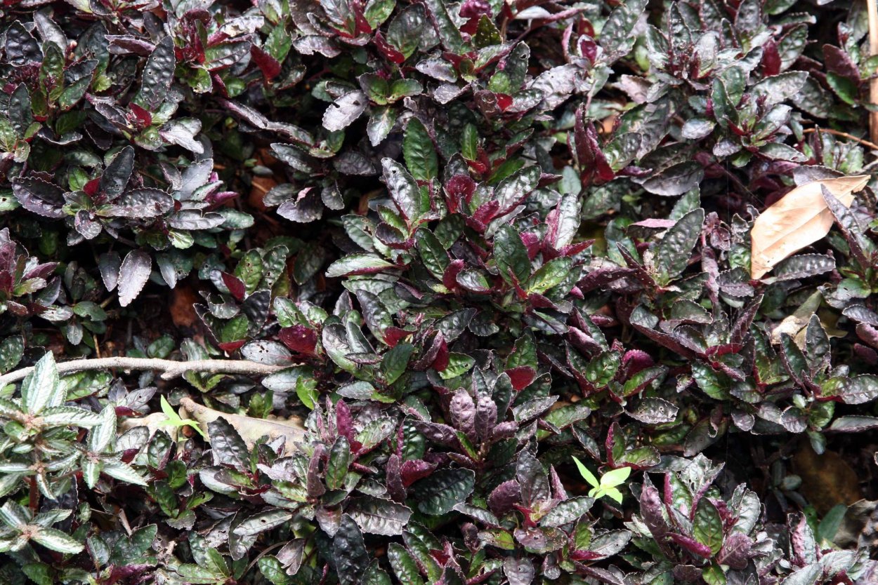 Альтернантера Рейнека мини