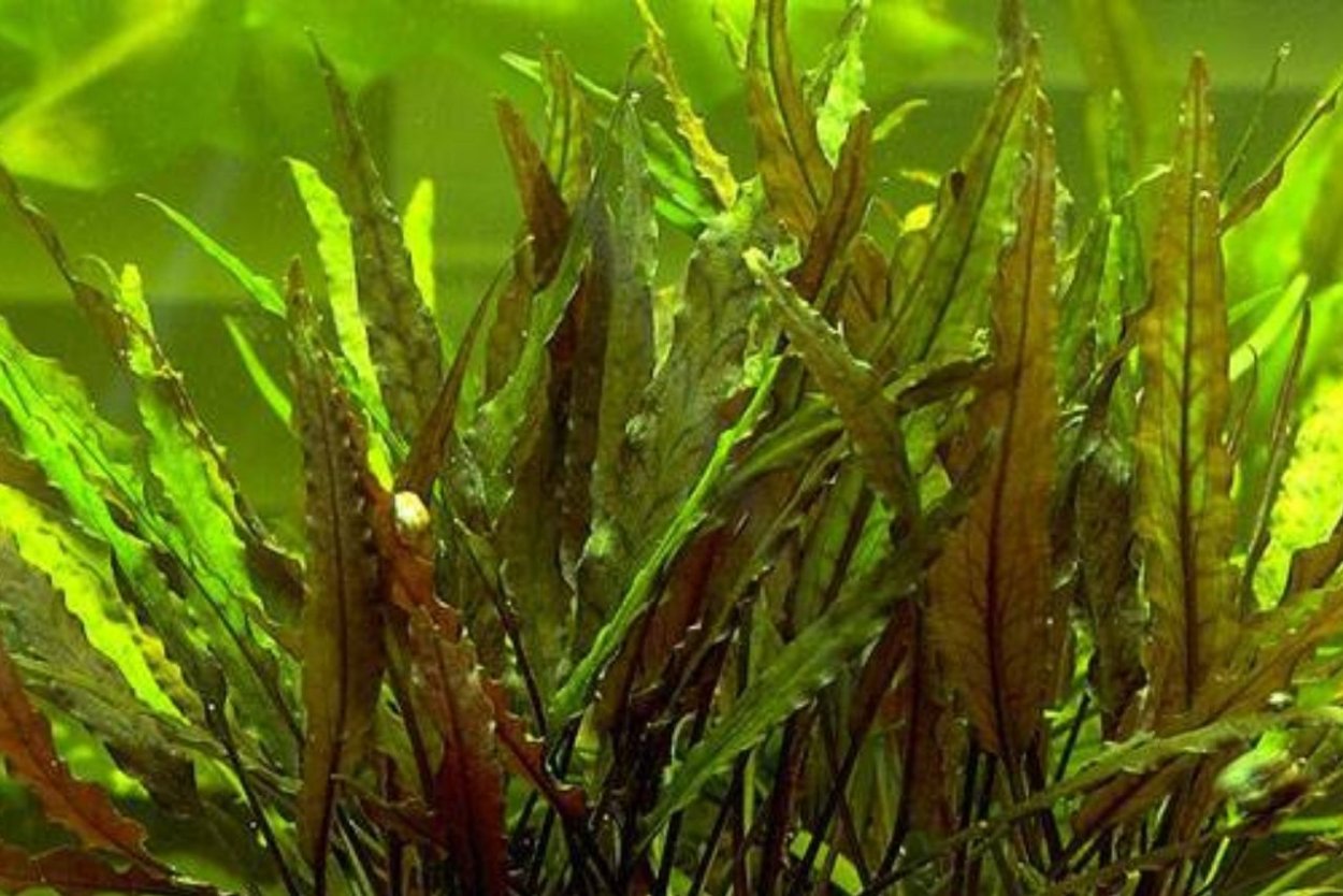 Калоглосса (Caloglossa beccarii)