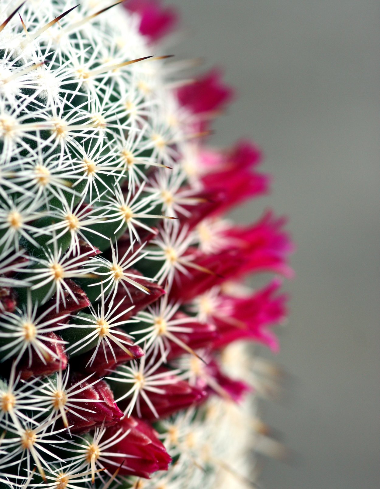 Кактус цветной