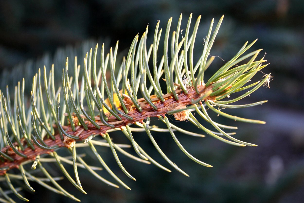 Четырехгранные хвоинки