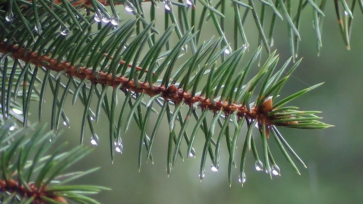 Хвоинки это иголки