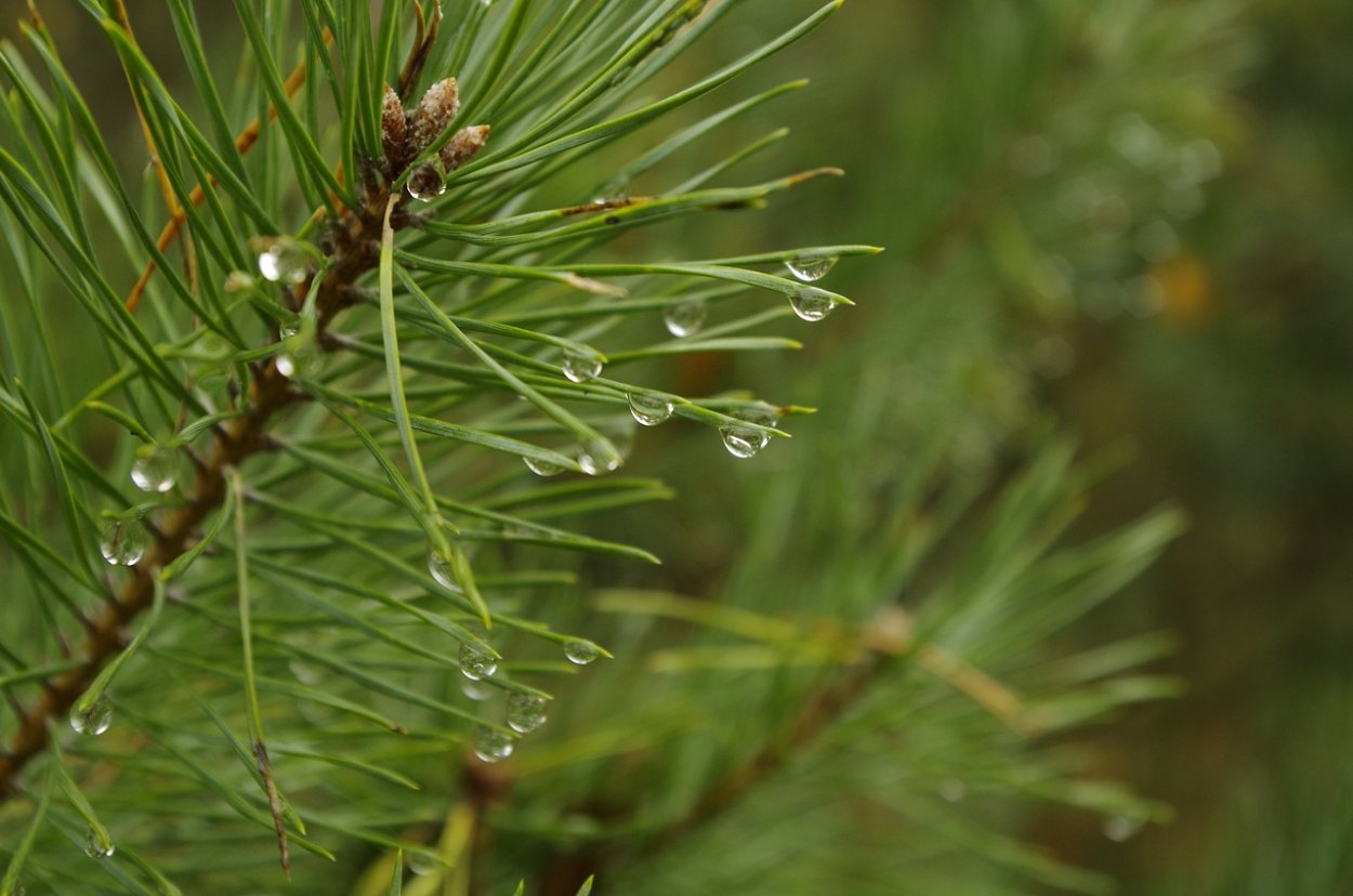 Листья и хвоинки