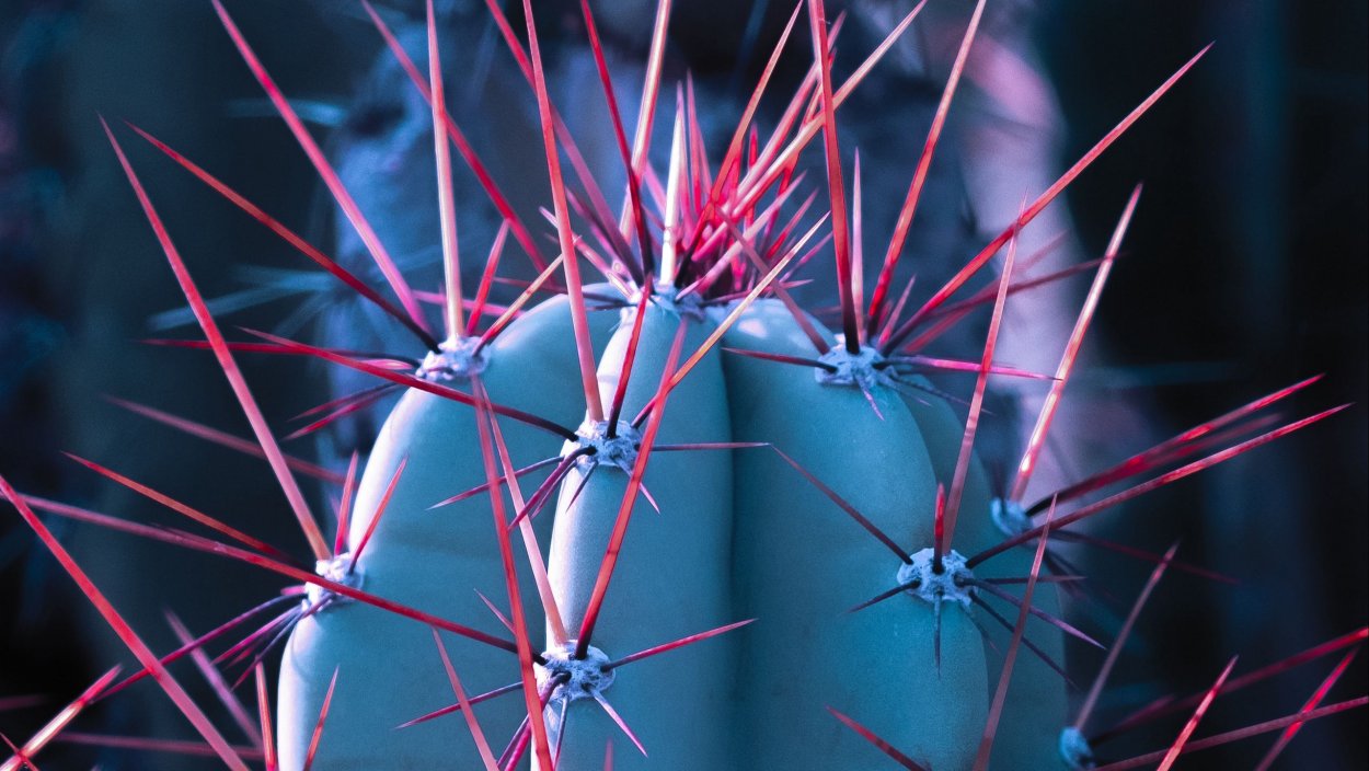 Колючки иглы