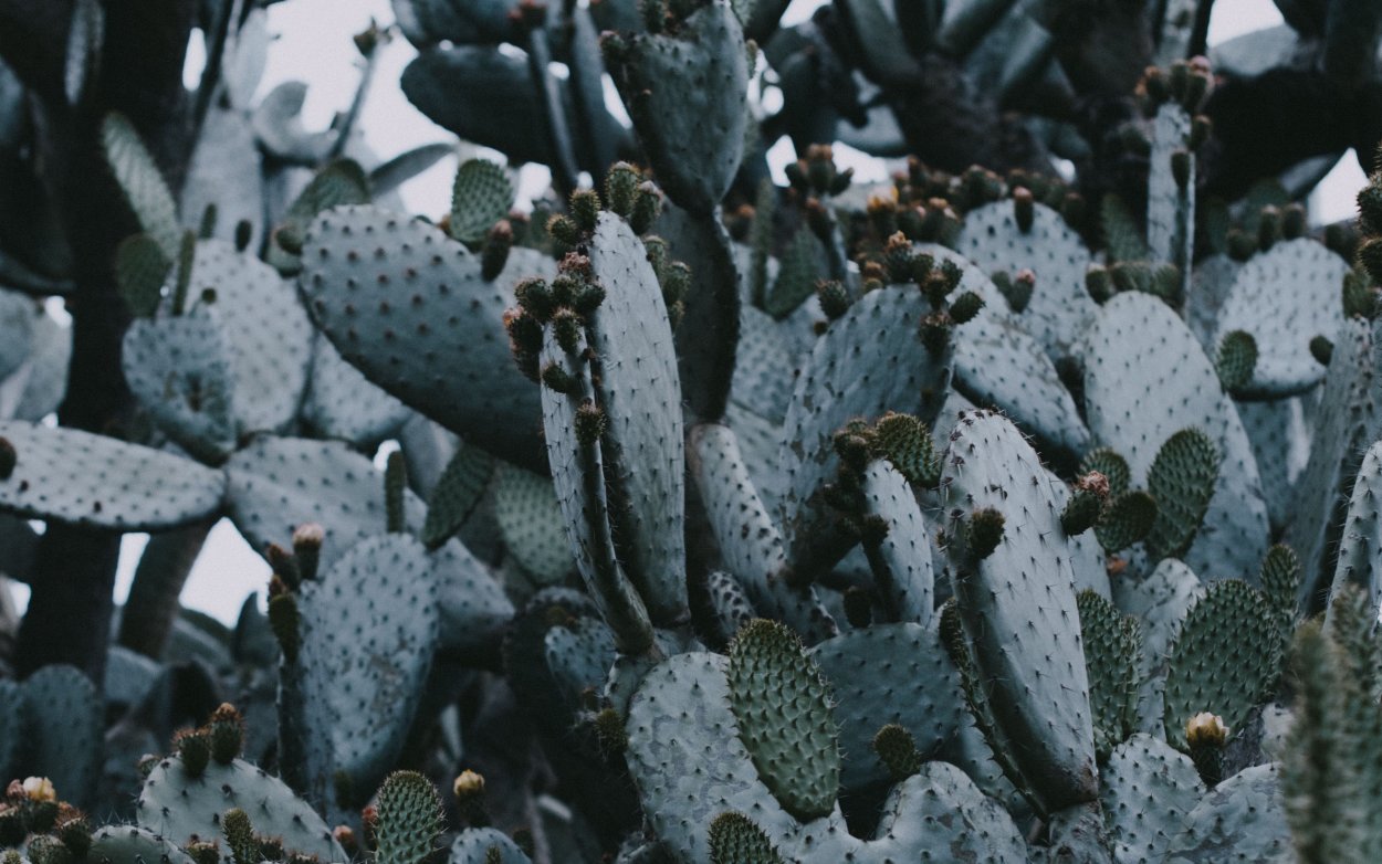 Кактусы Эстетика