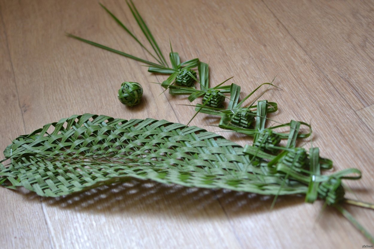 Папоротник робелини