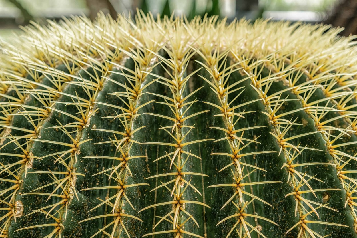Колючки кактуса
