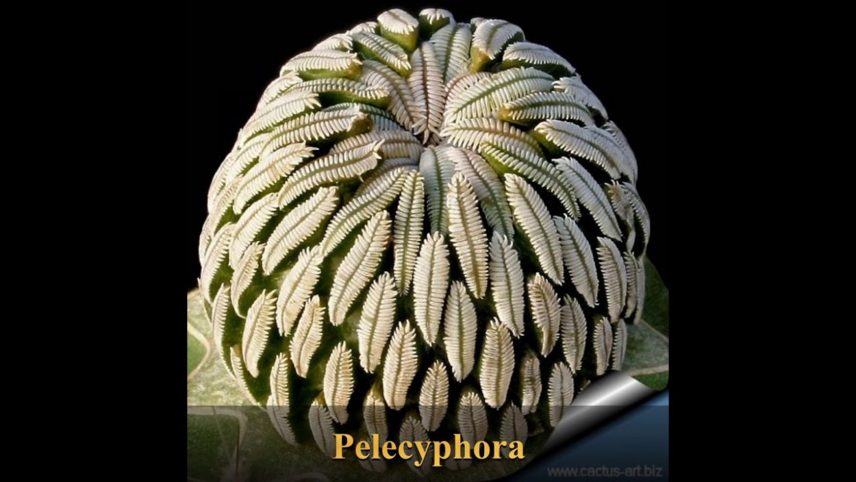 Pelecyphora aselliformis