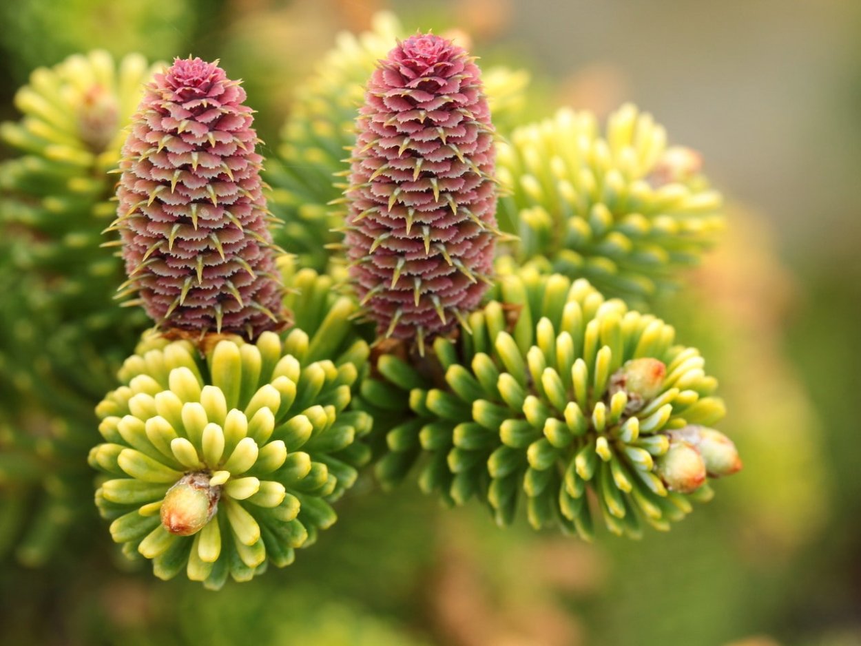 Пихта Ауреа