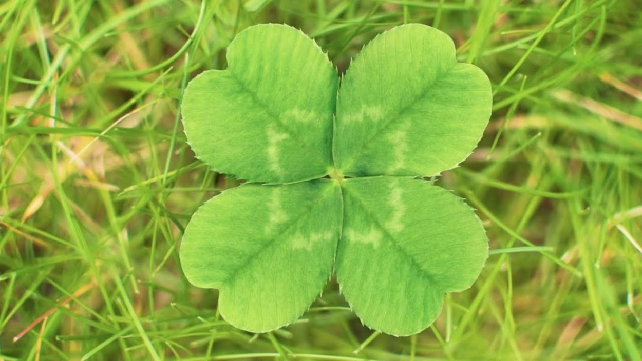 Клевер фото четырёхлистный