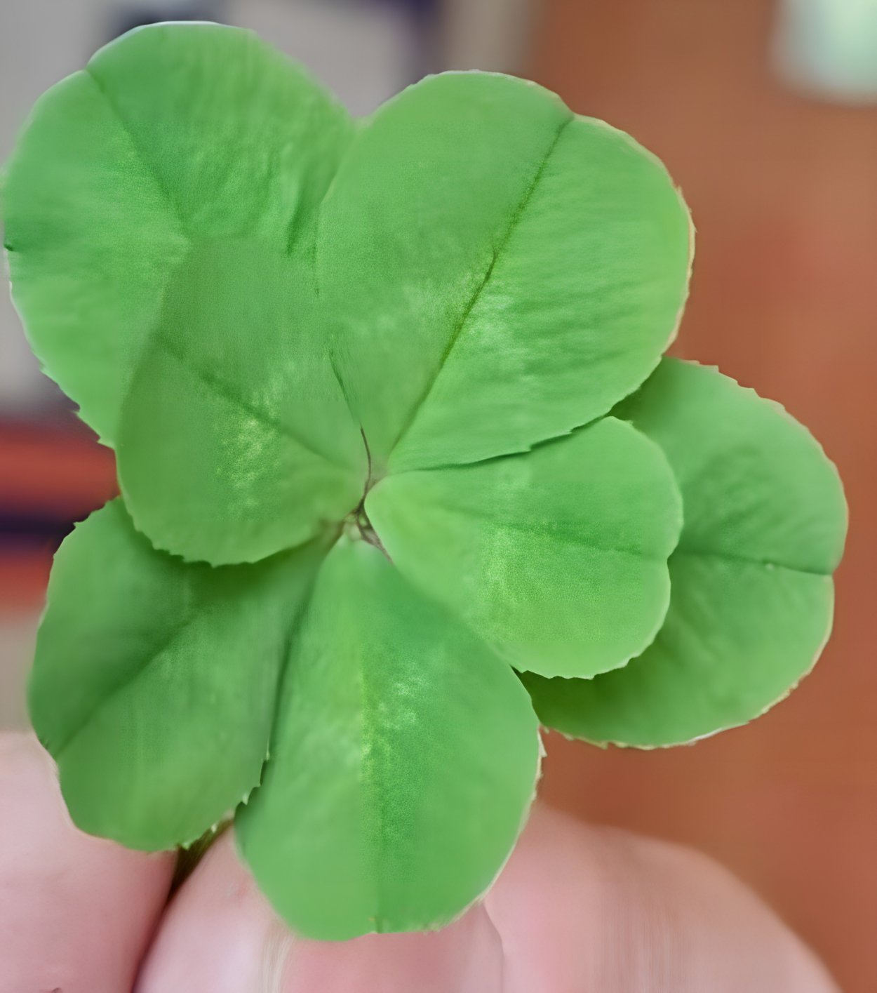 Шестилистный Клевер примета