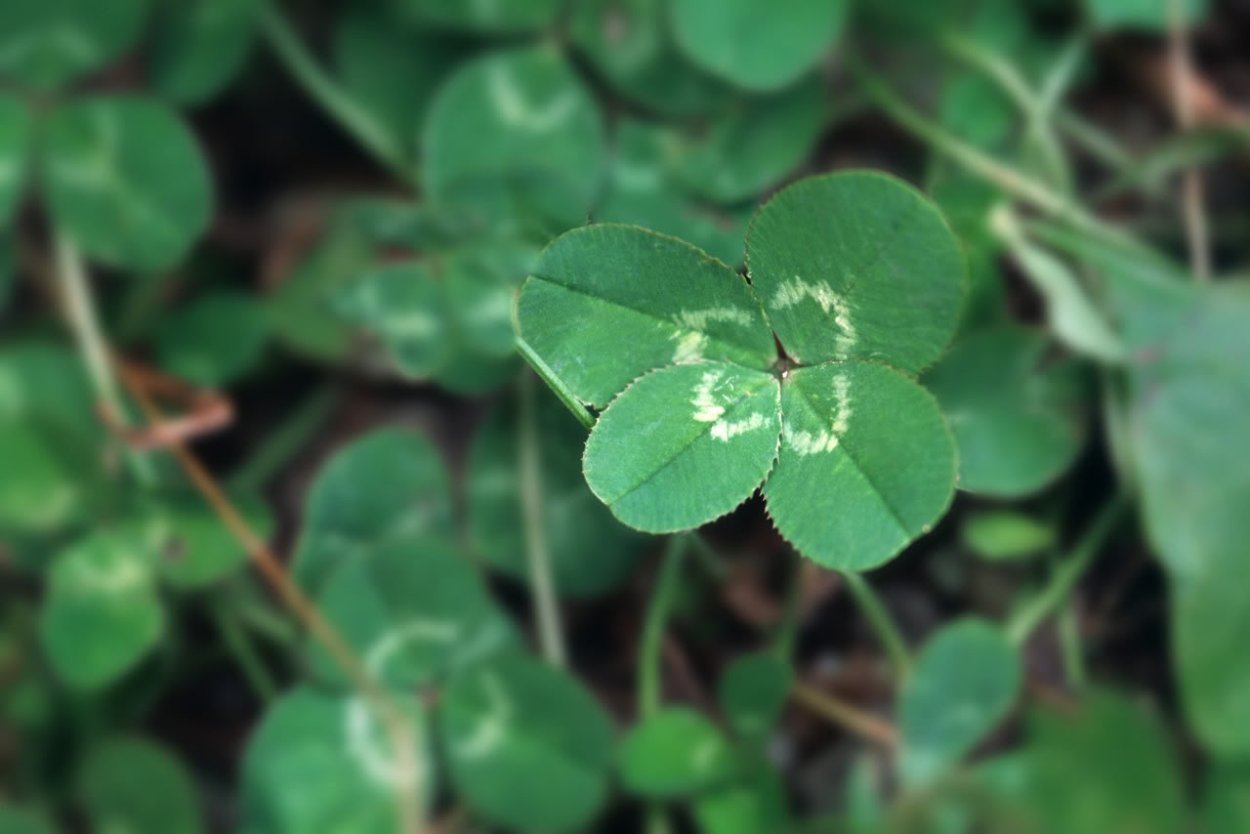 Существует ли четырехлистный Клевер