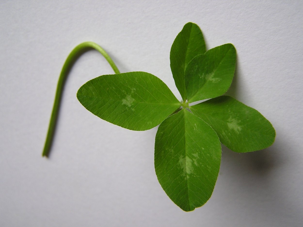 Шестилистный Клевер