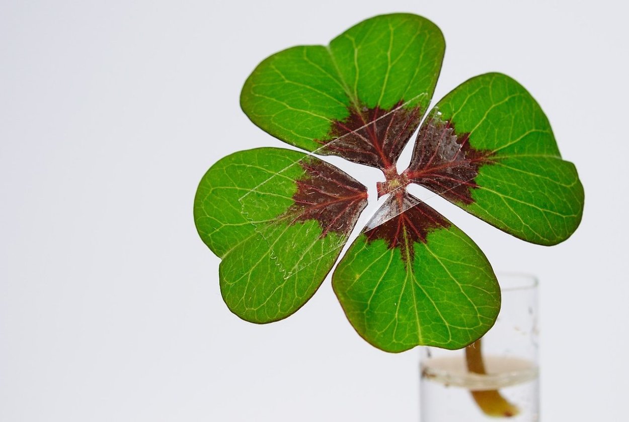 Четырехлистный Клевер Геншин