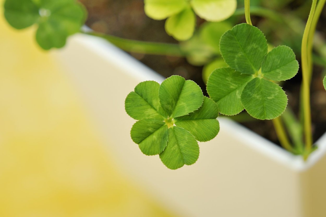 Красный четырехлистный Клевер