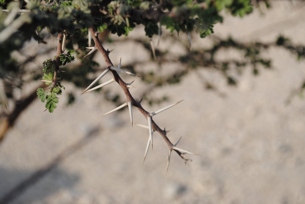 Веточка с шипами