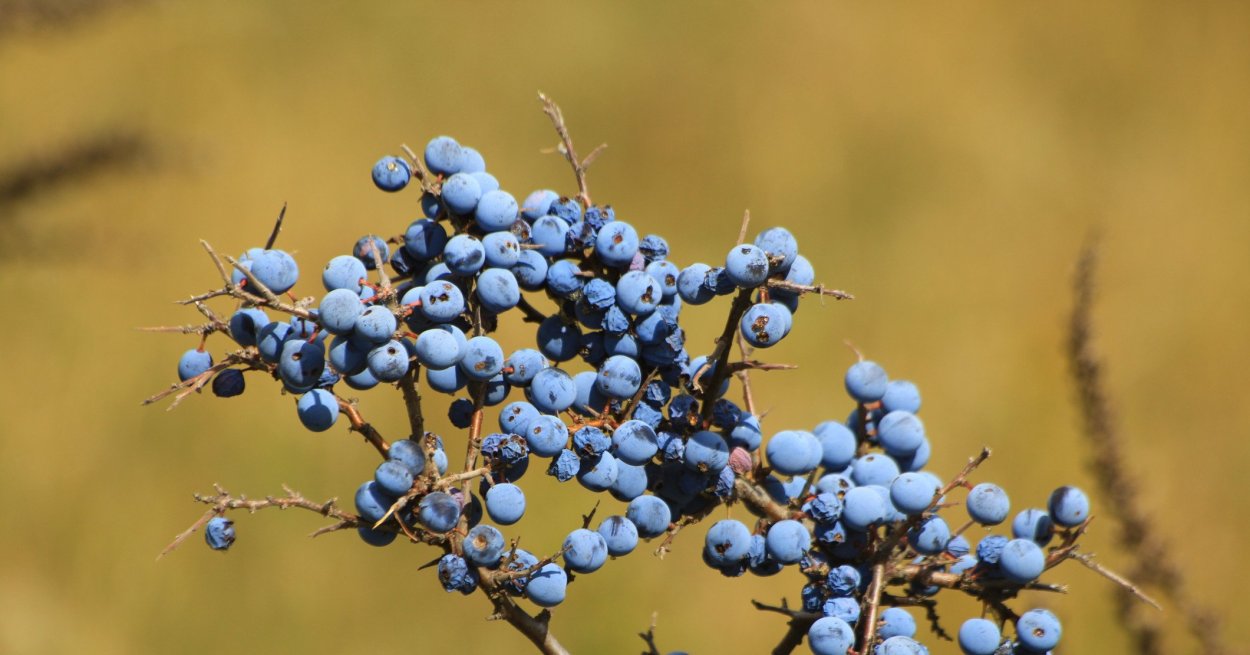 Торн дикий ягода