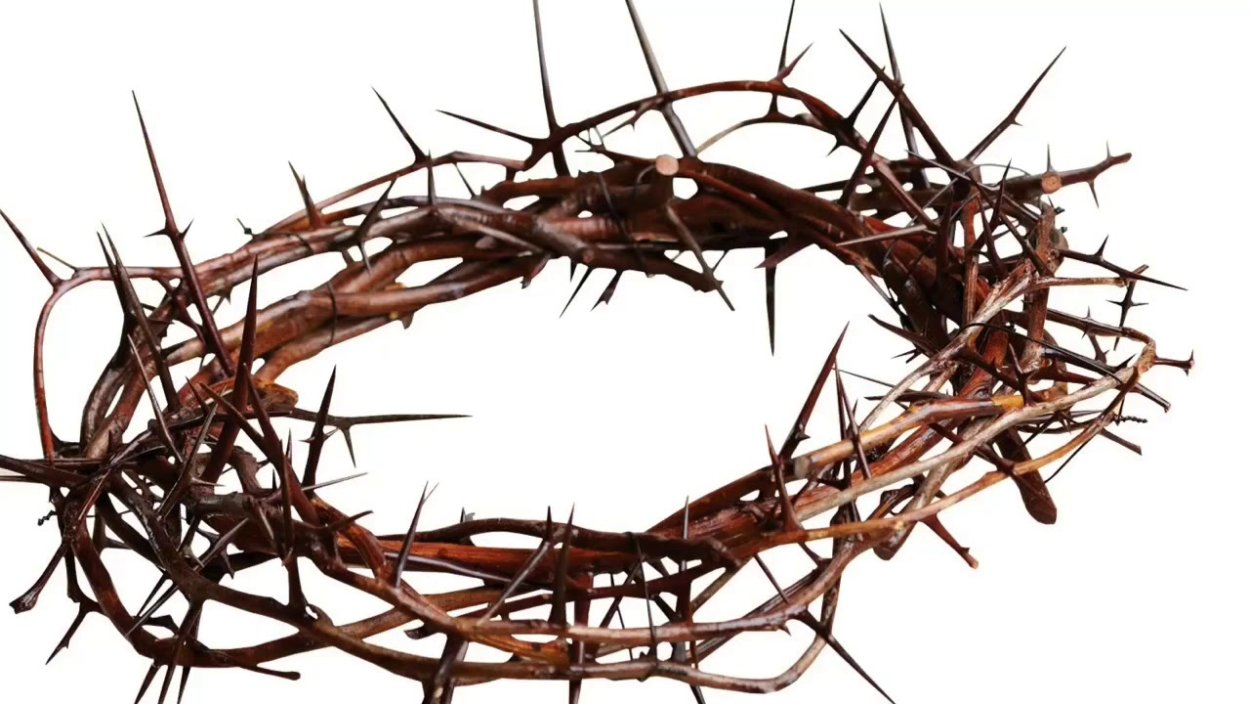 Терновник куст с шипами